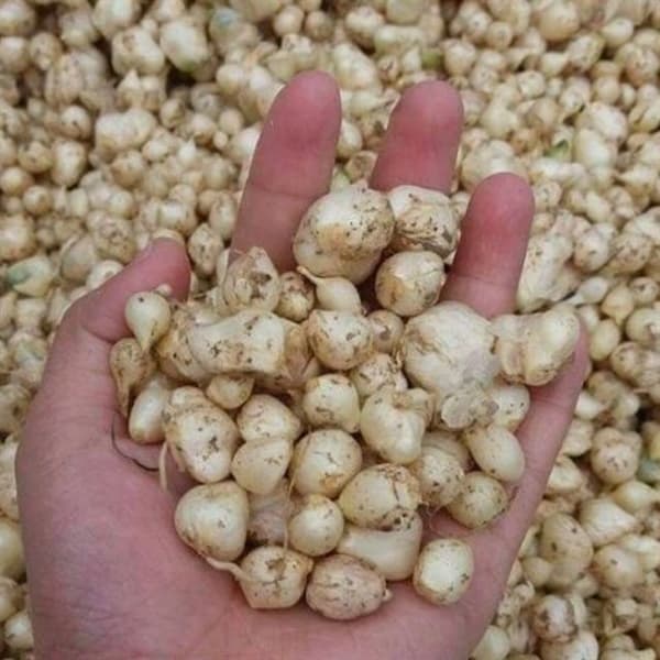 HÀNH TĂM (100g)